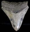 Bargain Megalodon Tooth - South Carolina #18406-1